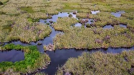 image of wetland