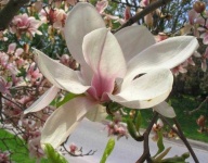 image of magnolia #25