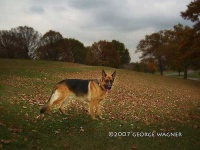 image of german_shepherd