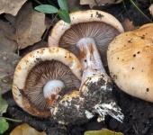 image of mushrooms