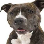 image of animal