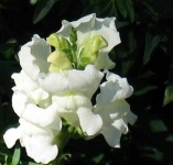 image of flower