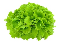 image of lettuce #9