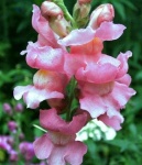 image of flower