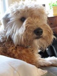 image of wheaten_terrier #22