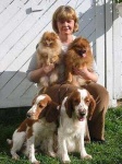image of welsh_springer_spaniel