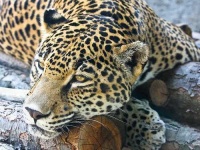 image of jaguar_car