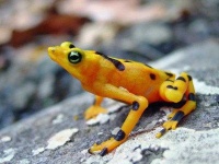 image of animal