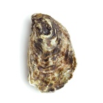 image of oyster #28