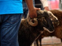 image of animal