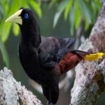 image of bird