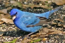 image of indigo_bunting