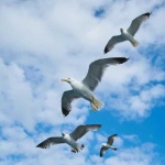 image of seagull
