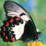 image of animal