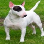 image of bull_terrier #11