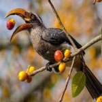 malabar_hornbill