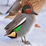 image of bird