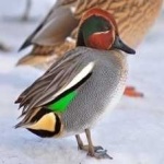 image of teal_duck #29