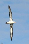 image of albatross