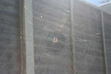 image of spider_web