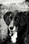 image of black_and_tan_coonhound