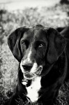 image of black_and_tan_coonhound #17