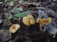 image of mushrooms