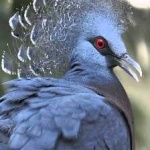 image of victoria_crowned_pigeon #27