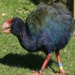 image of bird