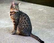 image of animal