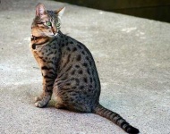 image of egyptian_mau #21