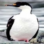 image of bird