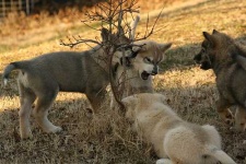 image of timber_wolf