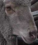 image of animal