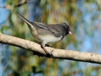 image of junco #30