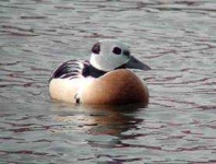 image of red_breasted_merganser
