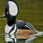 image of bird