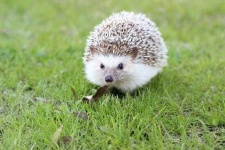 image of hedgehog