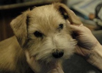 image of norfolk_terrier #17