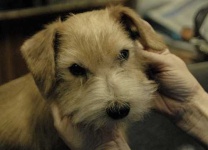 image of norfolk_terrier