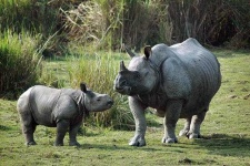 image of rhinoceros