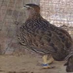 image of black_francolin #23