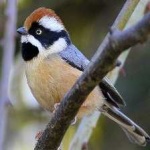 image of bird