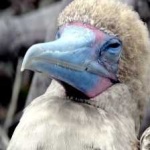 image of bird