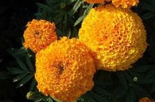 image of flower