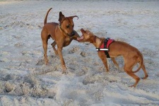 image of rhodesian_ridgeback