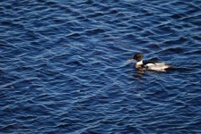 image of red_breasted_merganser