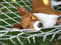 image of basenji