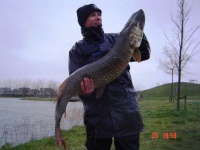 image of barracouta