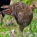 image of bird